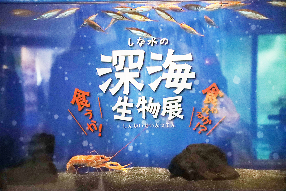 「しな水の深海生物展 ～食うか食われるかの生存戦略～」開催中